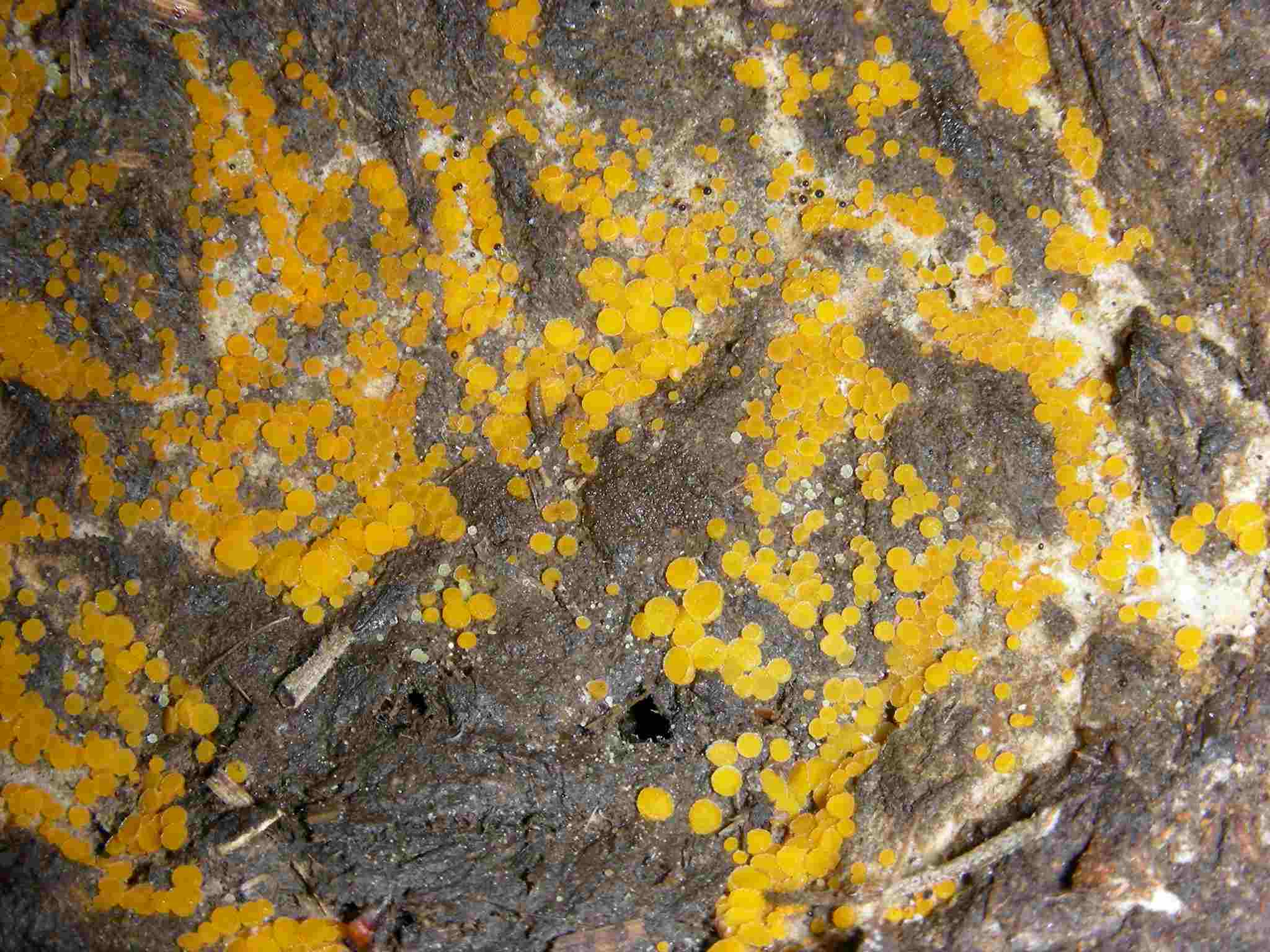 1885 Gennaio vecchio ritrovamento